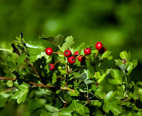 Hawthorn Berries — Stock Photo, Image