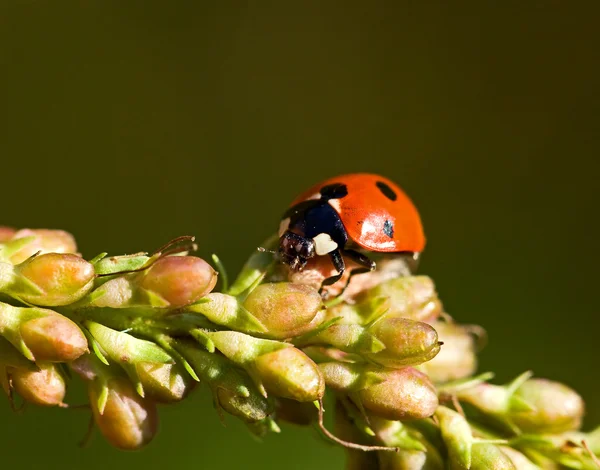 Yedi 7 spot ladybird makro — Stok fotoğraf