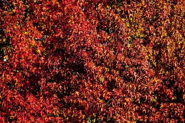 Американская листва сладкой жвачки осенью — стоковое фото