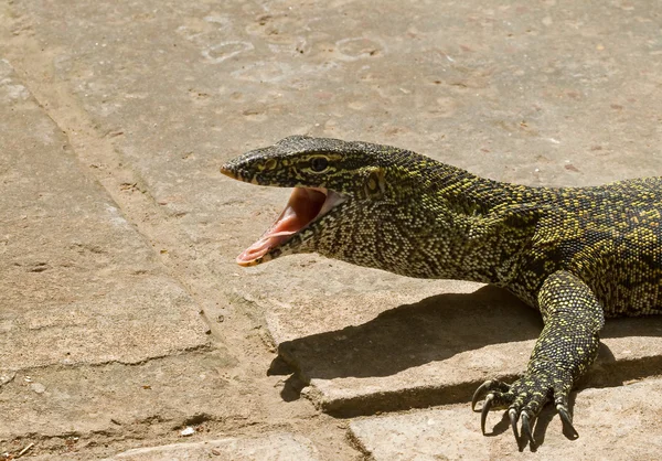 Reptil-Nilwaran — Stockfoto