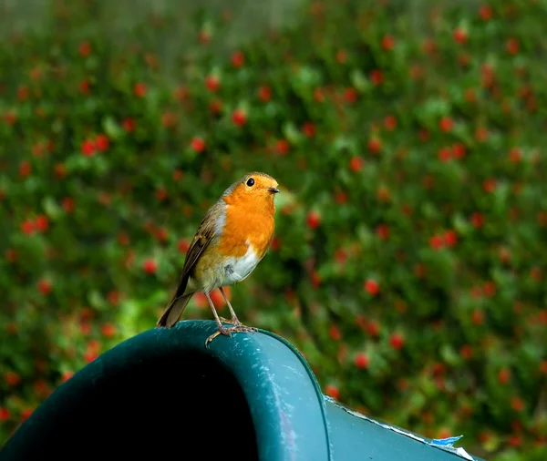 Robin europeu no recipiente do jardim — Fotografia de Stock