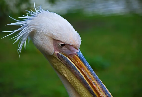 Kopfschuss eines Pelikans — Stockfoto