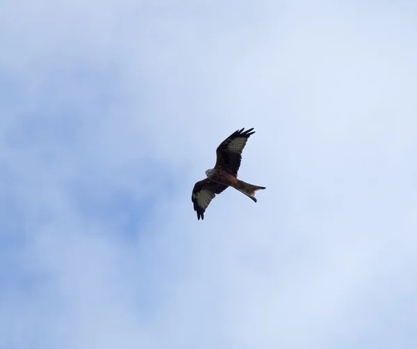 Κόκκινο kite στα ύψη — Φωτογραφία Αρχείου