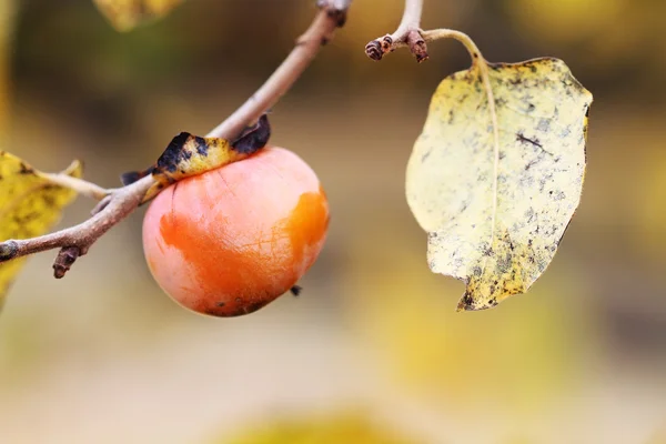 stock image American Persimmon