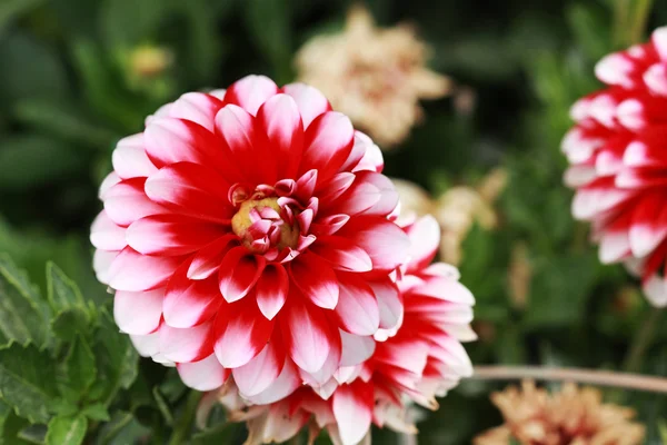 Red and White Dahlia — Stock Photo, Image
