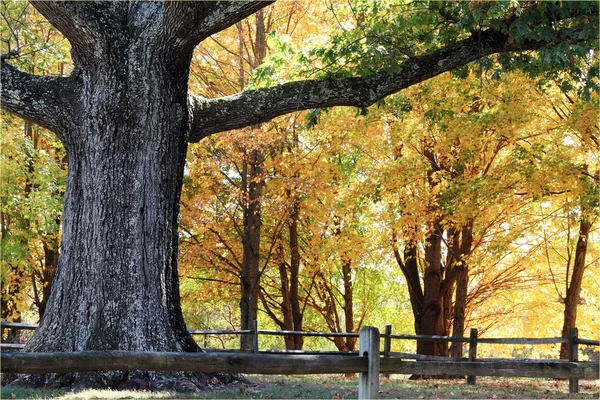 Large Oak Tree — Stock Photo, Image