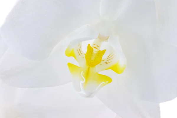 Phalaenopsis Orchid — Stock Photo, Image
