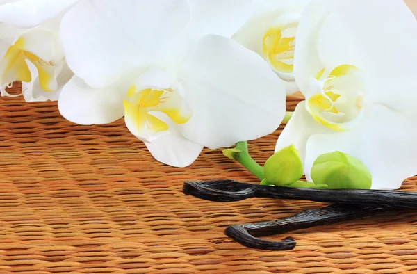 Orkideer og vanilje bønner - Stock-foto