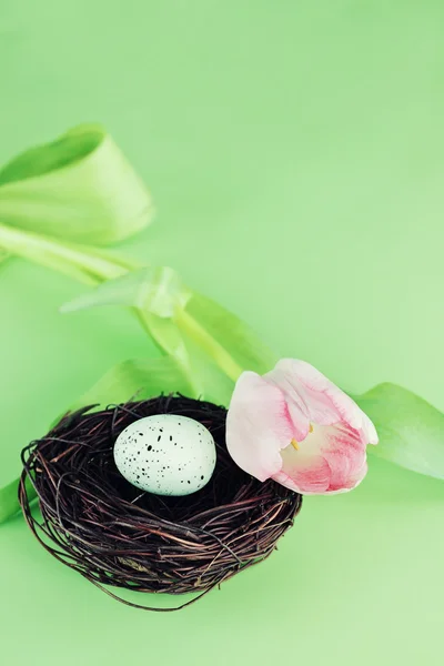 Single Tulip Bird Nest Egg Shallow Dof Selective Focus Room — Stock Photo, Image