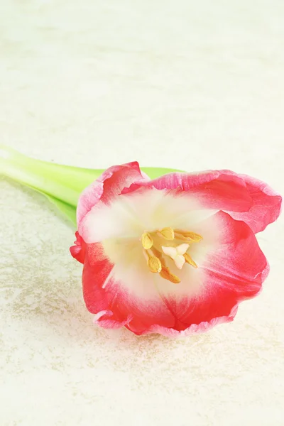 Open Tulip — Stok fotoğraf
