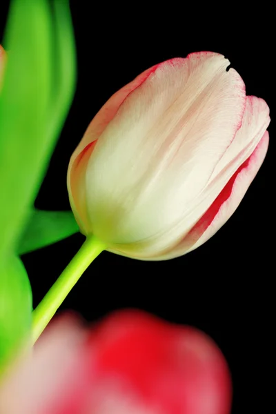 Tulipe Rose Sur Fond Noir Focus Sélectif Avec Flou Premier — Photo