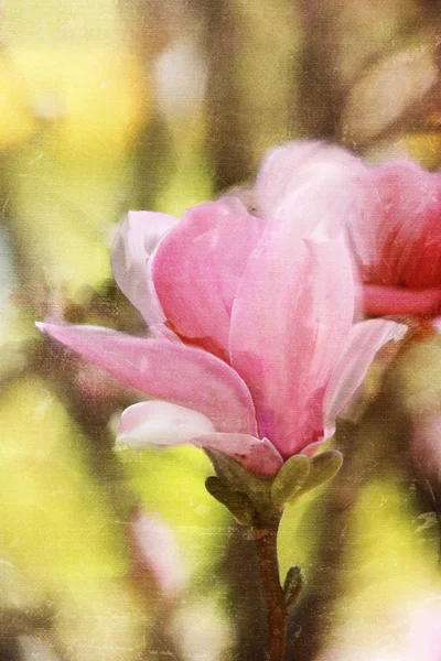 Magnolia άνθη ζωγραφική — Φωτογραφία Αρχείου