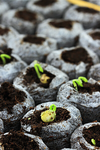 Seedlings