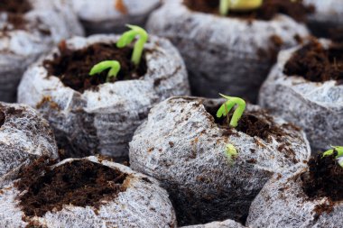 Emerging Seedlings clipart