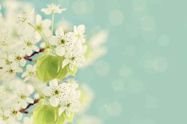 Spring Blossoms clipart