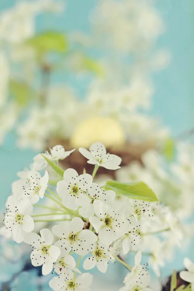 Ağaç çiçekleri — Stok fotoğraf