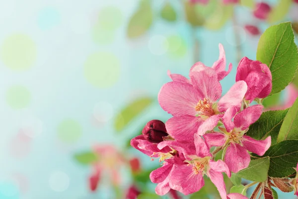 Flores de árboles de primavera —  Fotos de Stock