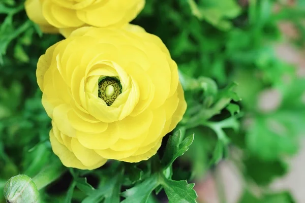 Amarillo Ranunculus —  Fotos de Stock