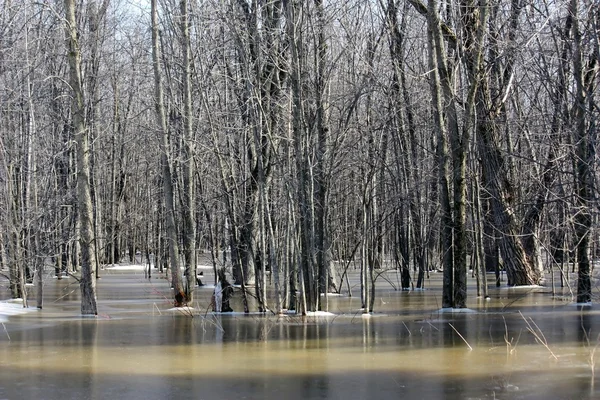 stock image Spring flooding in the woods