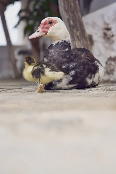 Mother duck — Stock fotografie