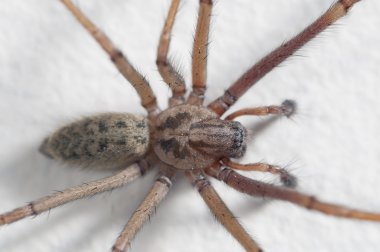 Macro shot of a big house spider clipart