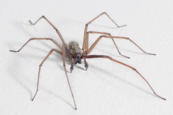 stock image Spider