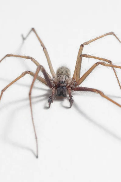 Tegenaria domestica - araignée domestique — Photo