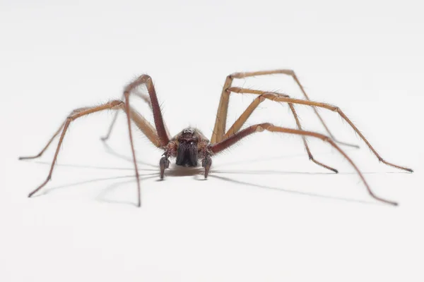 Zár-megjelöl szemcsésedik-ból egy ház pók — Stock Fotó