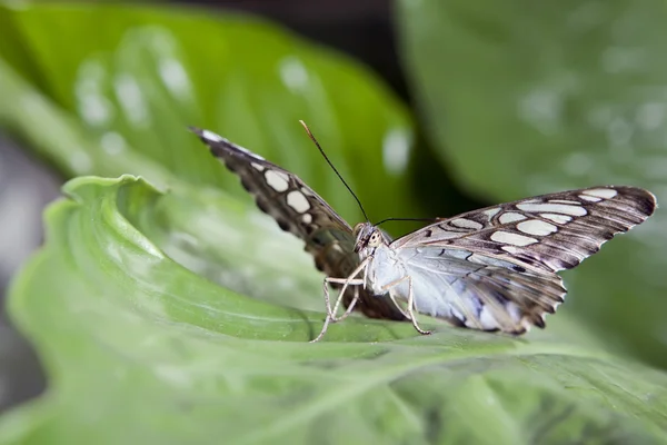 Butterfly macro — Stock Photo, Image