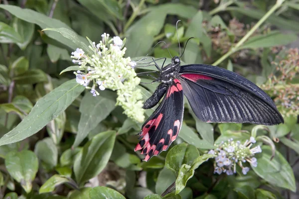 Mariposa negra y roja —  Fotos de Stock