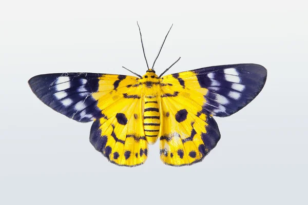 Mariposa amarilla — Foto de Stock