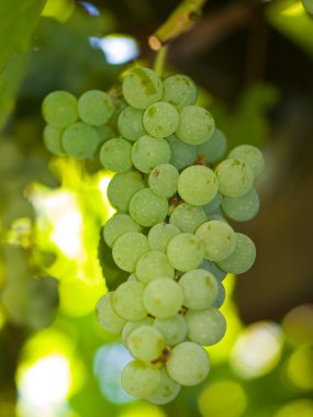 Sweet Green Grapes Hanging on the Vine clipart