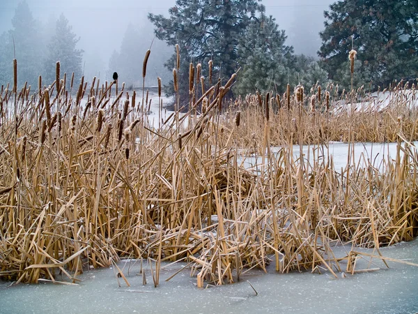 stock image Frozen Marsh Area on an Overcast Day