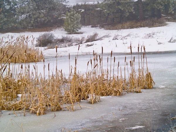 Frozen Marsh Area on an Overcast Day — Stock Photo, Image