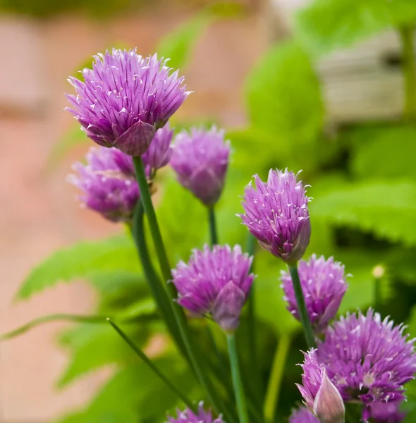 Vackra och färgglada blommor som blommar i en trädgård — Stockfoto