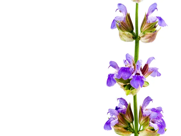 Kvetoucí květiny před prázdné bílé pozadí — Stock fotografie