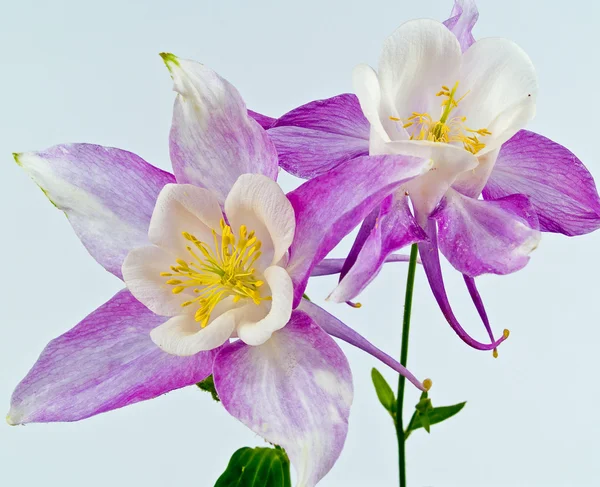 Blooming Columbine Flowers Before a Blank White Background — Stock Photo, Image