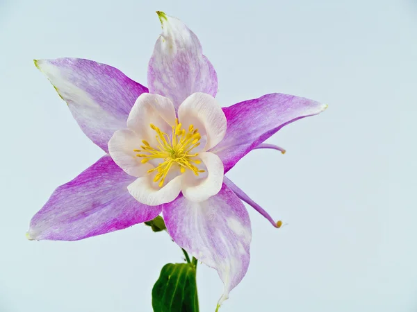 Fioritura Columbine fiori prima di uno sfondo bianco vuoto — Foto Stock