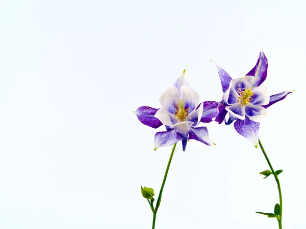 Boş, beyaz bir arka plan daha önce çiçeklenme columbine çiçekler — Stok fotoğraf