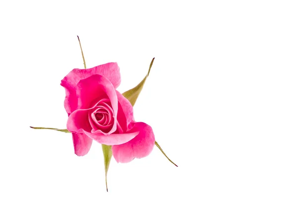 Rosas rosas antes de un fondo blanco en blanco —  Fotos de Stock
