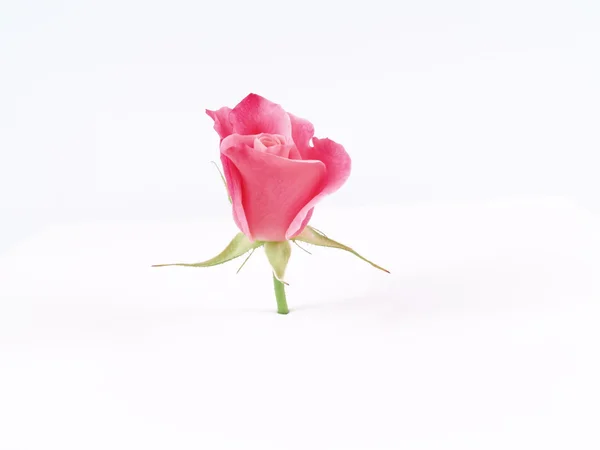 空白的白色背景前的粉红玫瑰 — 图库照片
