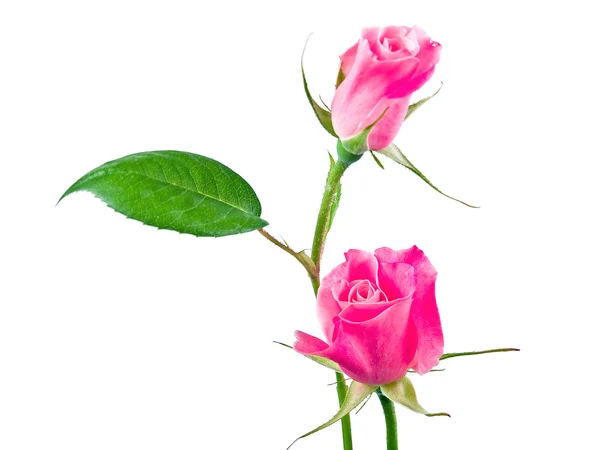 Pink Roses Before a Blank White Background — Stock Photo, Image