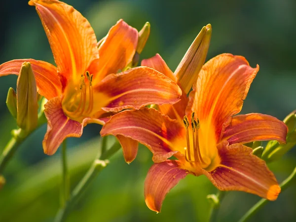 A kert napos virágzó narancssárga liliom — Stock Fotó