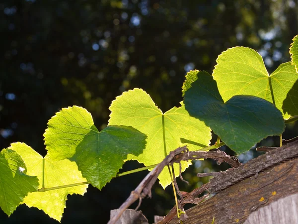 Green Grape Vine Leaves in Direct Sunlight — Stock Photo, Image