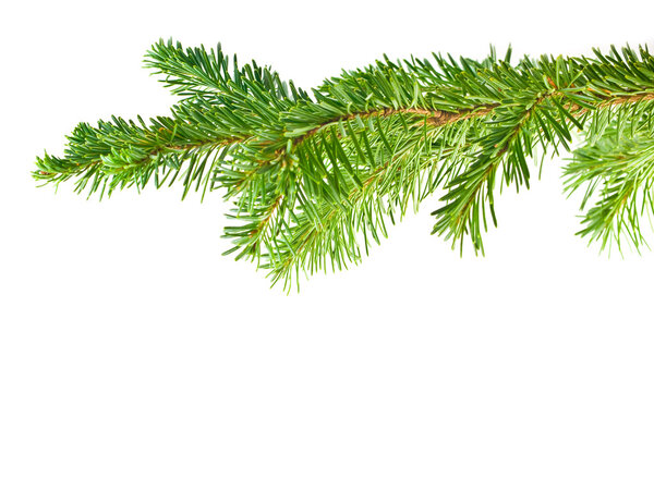 Evergreen Tree Branch Frame Isolated on White Background