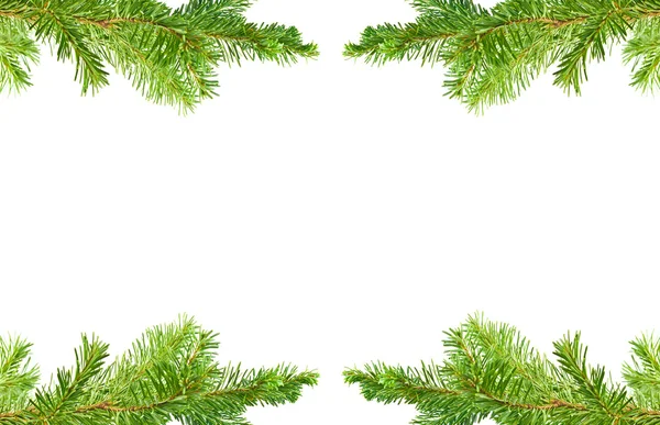 Evergreen Tree Branch Frame Isolated on White Background — Stock Photo, Image