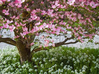 Pink blooms adorn a Dogwood tree in spring clipart