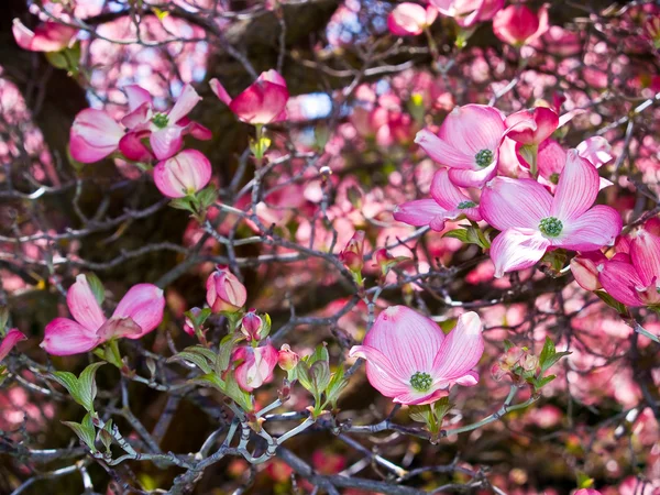 粉红色花朵装饰山茱萸树在春天 — 图库照片