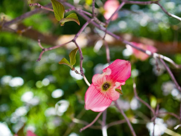 Pembe çiçek kızılcık ağacının baharda süslüyor. — Stok fotoğraf