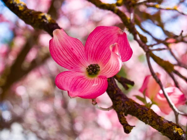 Fleurs roses ornent un cornouiller au printemps — Photo